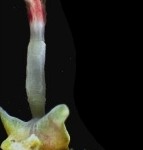 Bone-eating snot-flower worm