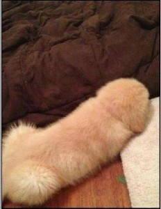 Rorschach Test: What Do You See?