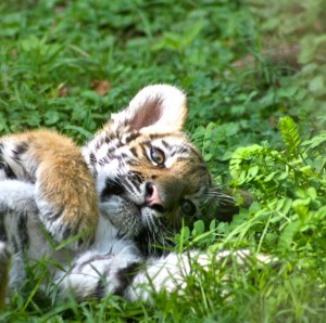 Mother’s Day Gifts for Helicopter and Tiger Moms