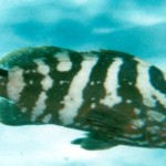 I Think Funny, Therefore I am a Pisces