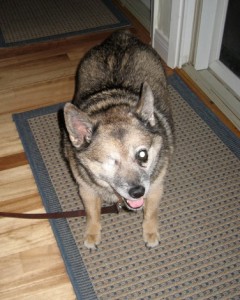 Our New One-Eyed Mutt Named Chopper
