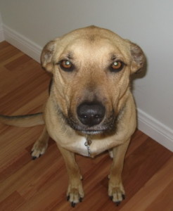 Cosmetic Surgery For My Dog?