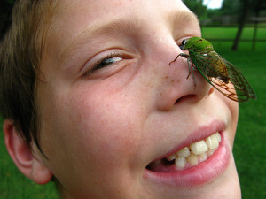 Sex Crazed Cicadas are Coming our Way